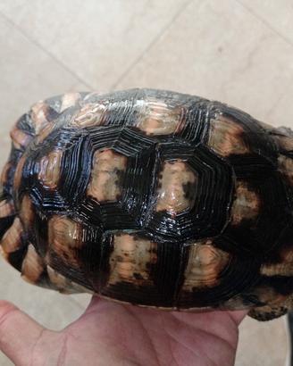 Tartaruga di terra marginataa con docume e microc