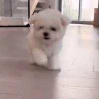 Cuccioli maltese