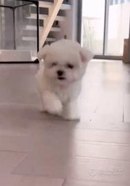 Cuccioli maltese