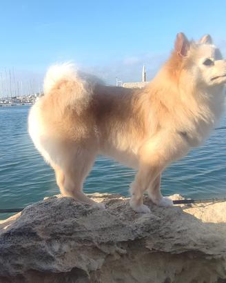 Fidanzatino per la mia piccola Maia