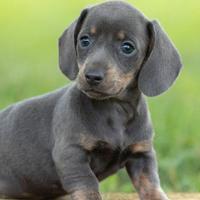 BASSOTTO NANO - BASSOTTI NANI BLU cuccioli