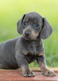 BASSOTTO NANO - BASSOTTI NANI BLU cuccioli