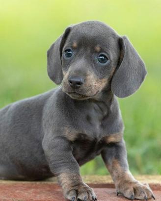 BASSOTTO NANO - BASSOTTI NANI BLU cuccioli