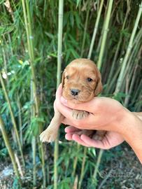 Cocker Spaniel cuccioli