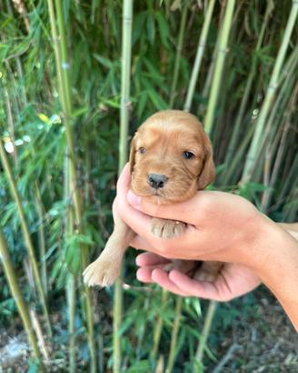 Cocker Spaniel cuccioli