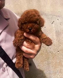 Barbonciini red mini toy red brown 900