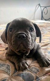 Cuccioli di bulldog francese