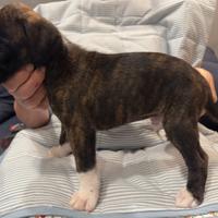 Cuccioli di boxer