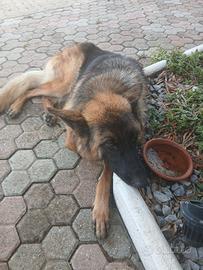 Cane pastore tedesco pedigree rosa