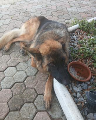 Cane pastore tedesco pedigree rosa