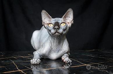 ultima femmina sphynx 