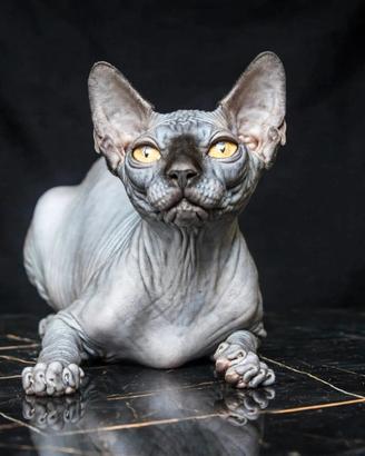 ultima femmina sphynx 