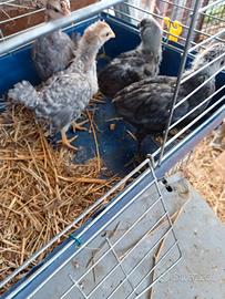Araucana e legbar pulcini