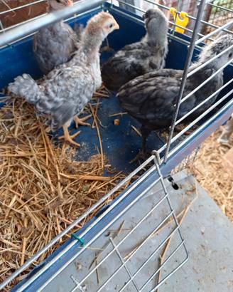Araucana e legbar pulcini