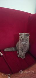 Meravigliosi gattini Scottish (fold e straight )