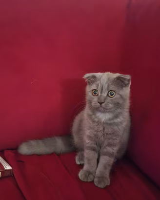 Meravigliosi gattini Scottish (fold e straight )