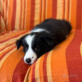 Cuccioli di border collie