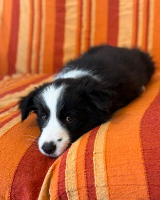 Cuccioli di border collie