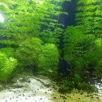 pesci acquario dolce