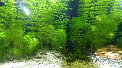 pesci acquario dolce