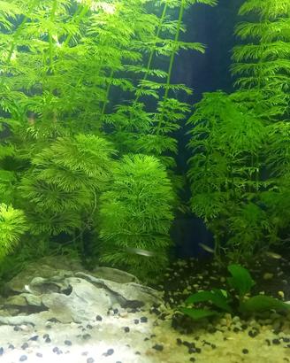 pesci acquario dolce