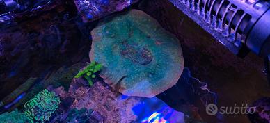 Talea Montipora
