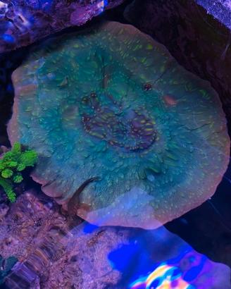 Talea Montipora