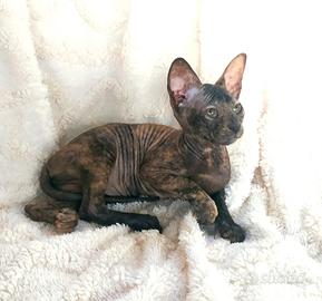 Gattina don sphynx rossa e nera