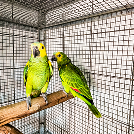 Amazzoni fronte blu xanthopteryx