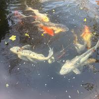 Carpe Koi