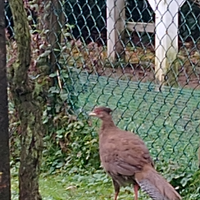 Scambbio fagiano argentato con gallina uova azzurr
