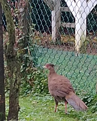 Scambbio fagiano argentato con gallina uova azzurr