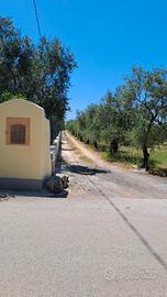 Terreno agricolo zona carrare 3500 mq - (4500 mq)