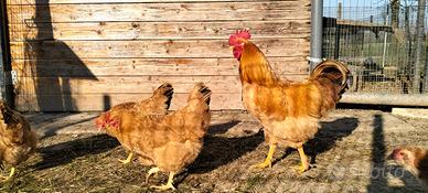 Polli robusta lionata