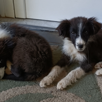 Cuccioli incrocio Border Collie