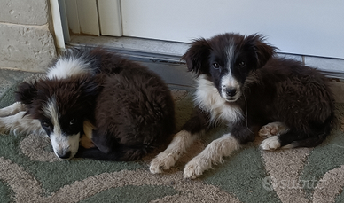 Cuccioli incrocio Border Collie