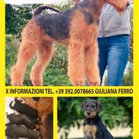 Airedale terrier