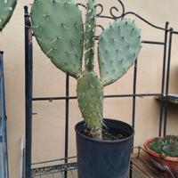 pianta cactus