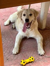 Cucciola golden retriever