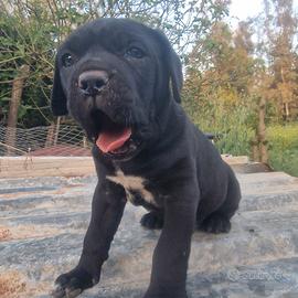 Cuccioli Cane Corso