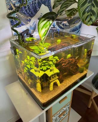 Acquario completo Amtra