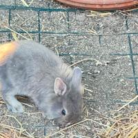 Conigli Ariete pelosi