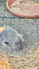 Conigli Ariete pelosi