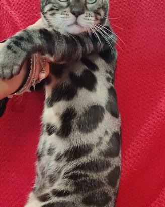 Bengala charcoal femmina, Brown maschio