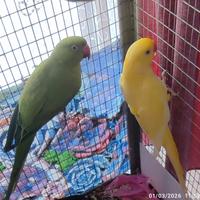 Pappagalli Parrocchetti dal Collare