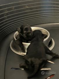 Schnauzer nero