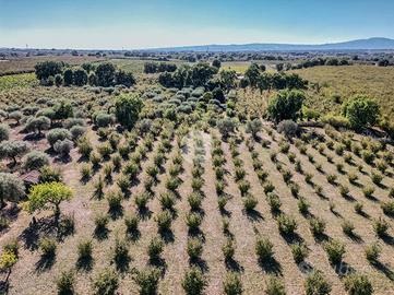 TER. AGRICOLO A GALLESE