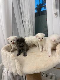 Scottish Fold