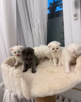Scottish Fold
