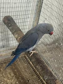 Parrochetto del collare Coppia viola